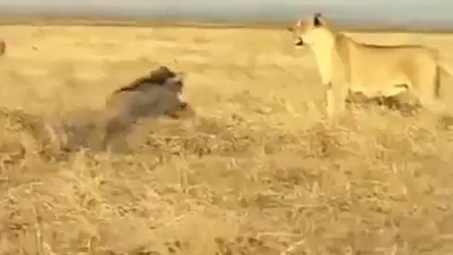 Агрессивный кабан прогоняет львицу