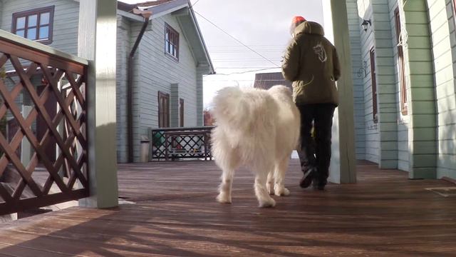 Маремма. Дрессировка на положительном подкреплении.