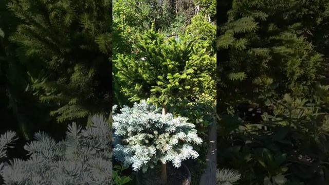 Ель европейская микс Барри\Глаука Глобоза