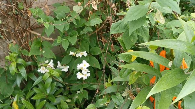 Late June tour of my British fragrant garden: lilies and buddleia start the summer show!!!