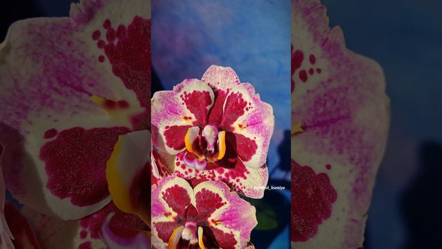 Phal. Dream Diamond peloric 💎 от садовника Son Ya 🌺Азиатская орхидея бабочка Дрим Даймонд 💥