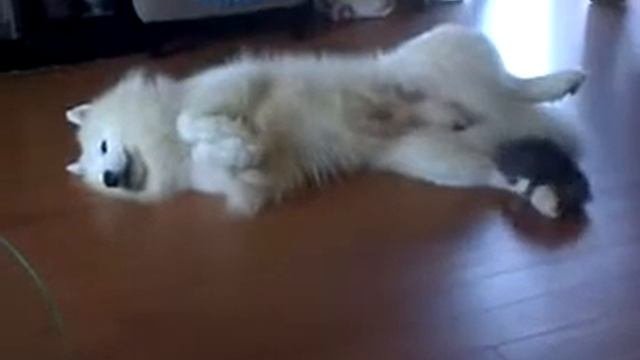 Забавный котенок играет с большой псиной