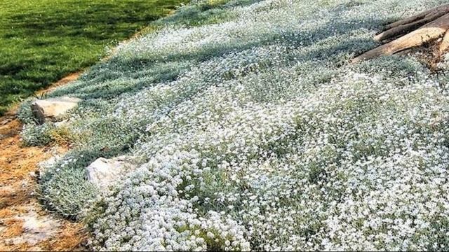 Многолетние цветы без рассады! Что можно посеять сразу в сад даже в первой половине лета
