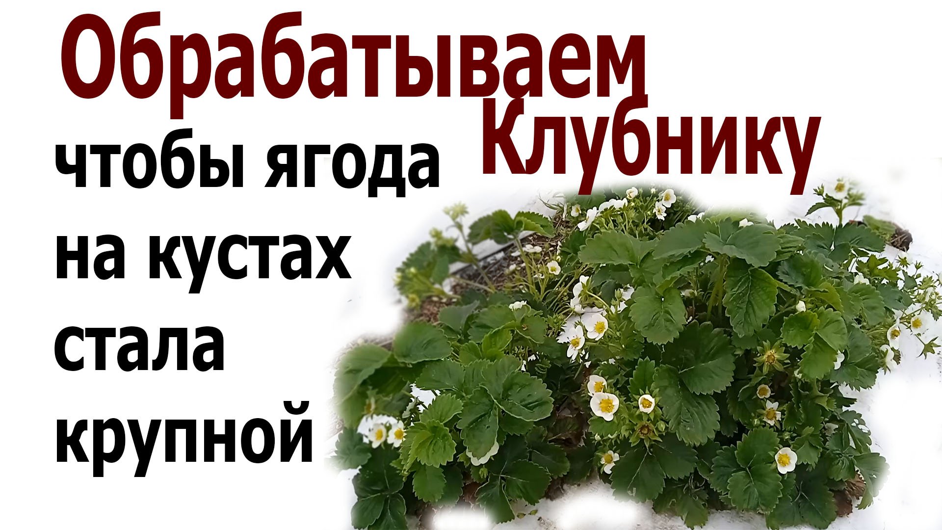 Чтобы ягода клубники была крупной и куст не болел.