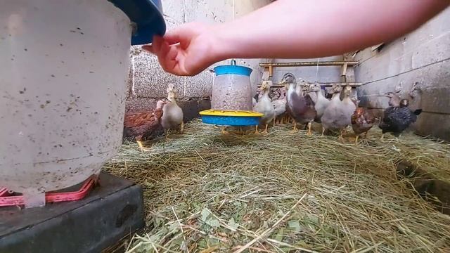 Таких уток больше не хочу! что сотворила Мулардиха?