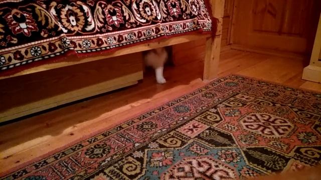 Тили-бом