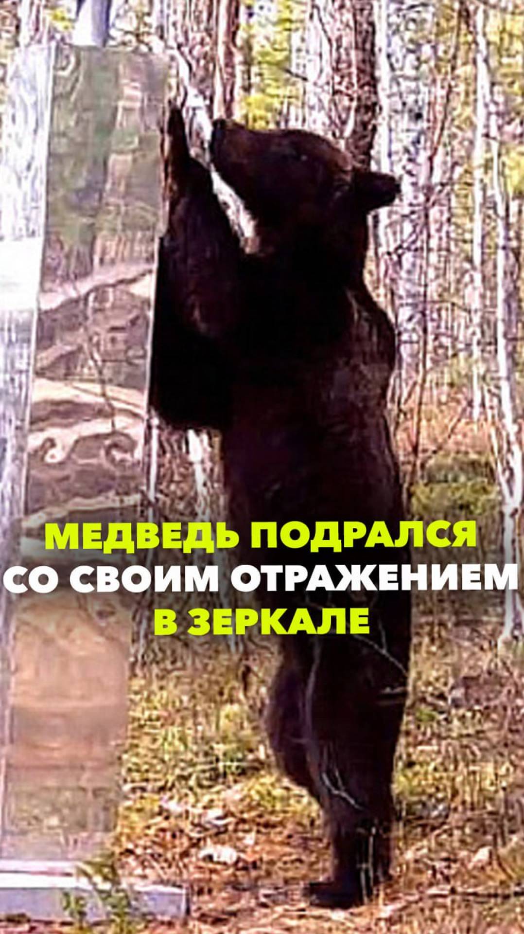 Медведь дерется с зеркалом - кадры из красноярского заповедника «Тунгусский»