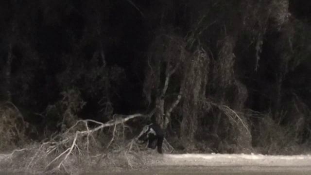 Последствия ледяного дождя в Дальнеконстантиновском районе Нижегородской области 24/11/022