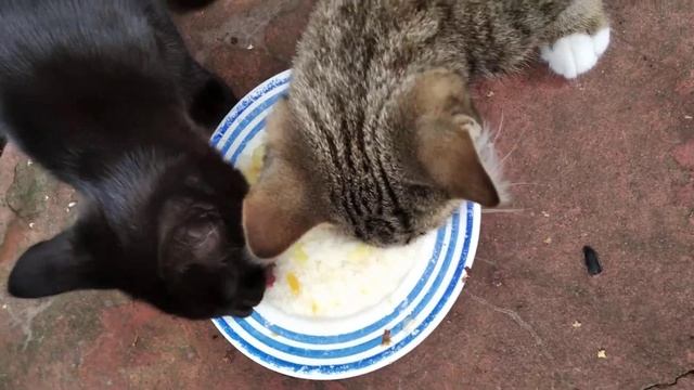 Котята кушают суп.
