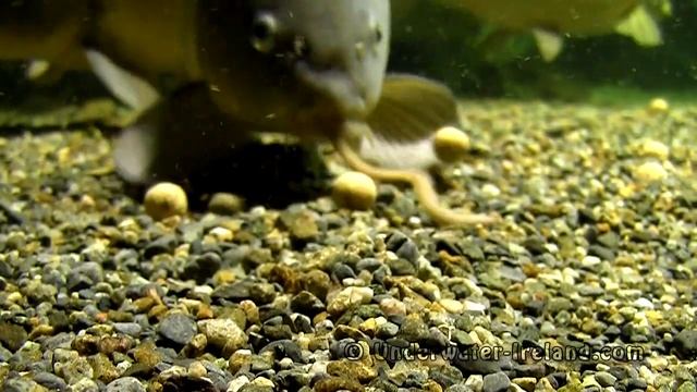 Fishing: large carp feeding on boilies underwater camera. Рыбалка: крупный карп и бойлы (подводой).