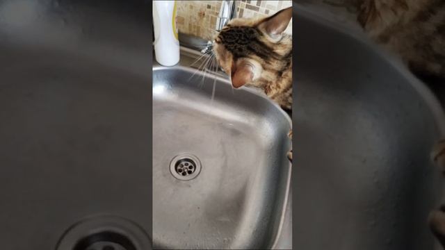 В Анапе дали воду. кот очень рад