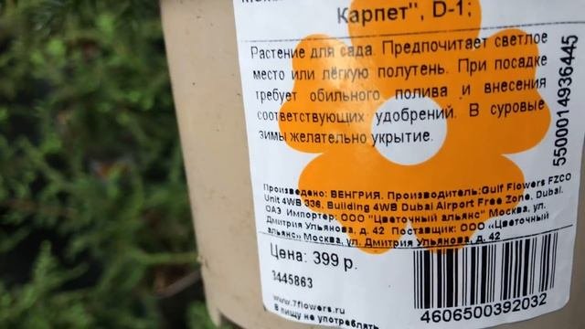 Садовый Рай в Оби.ПряныеХвойные.