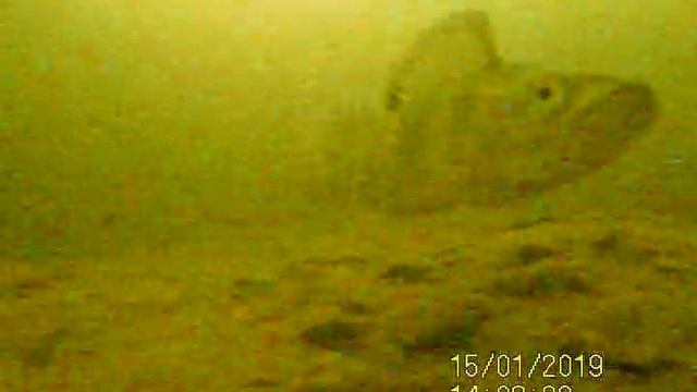 Окунь - крупный план. Подводная камера Underwater camera calypso uvs-03