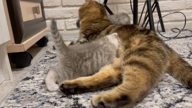 Шотландские вислоухие котята 10-12-2023