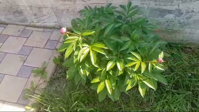 WhatsApp Video 2024-06-26 At 23.22.30
