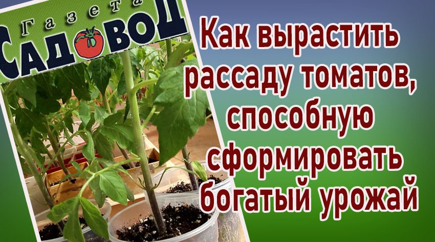 Как вырастить рассаду томатов, способную сформировать богатый урожай