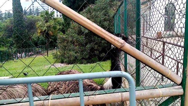 В парке «Дендрарии» /Эму.