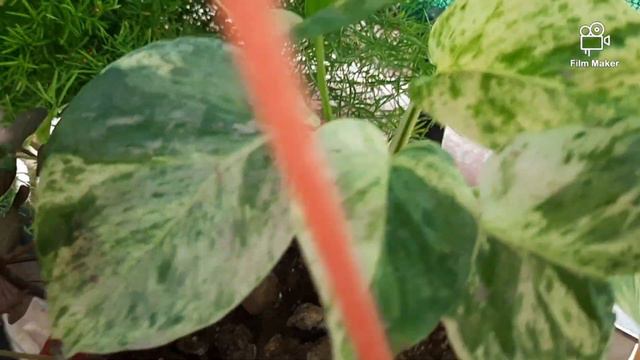 hanging baskets/wondering jew/syngonium/money plant/sweet potato vine/ipomoea batatas/Sumbul'sgarde