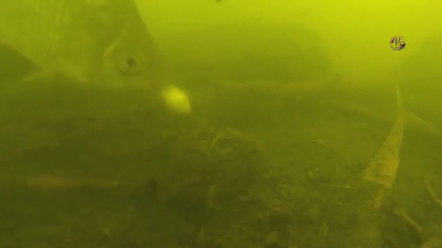 35- Поклевки карася. Подводная съемка. Ловил поплавочной удочкой  на червя и мякоть хлеба. Рыбалка