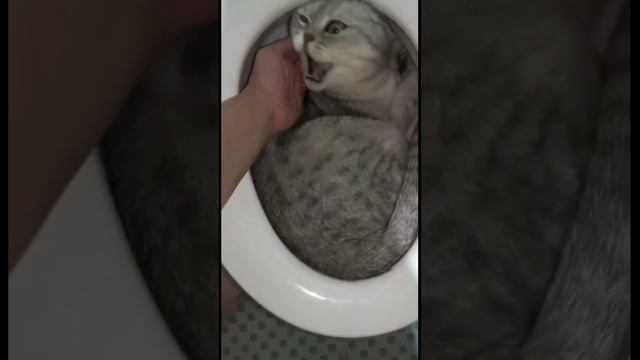 Favourite cat toilet