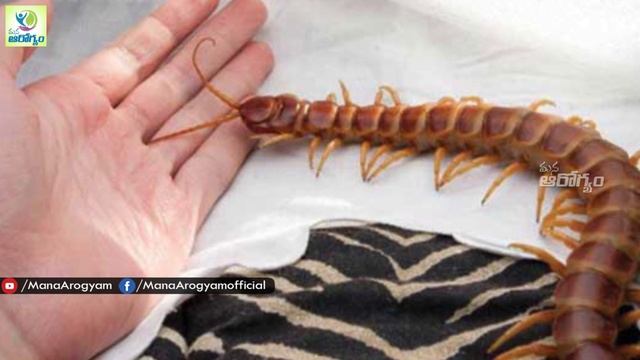 Centipede Bite Home Treatment - Health Tips In Telugu || Mana Arogyam