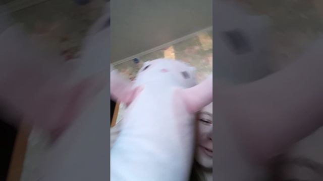 VID-20240916-WA0003.mp4
