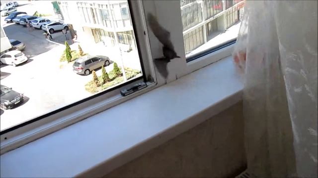 Выселение наглой летучей мыши