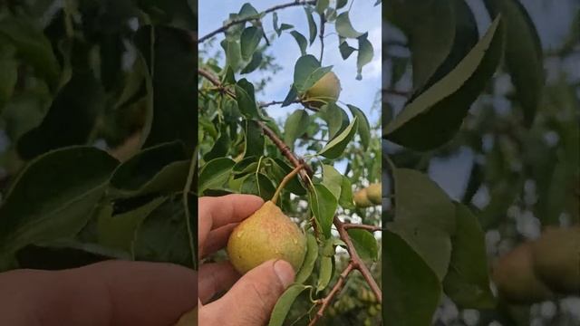 Прекрасный сорт для Сибири -груша Памяти Яковлева.
