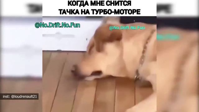 собака заводится
