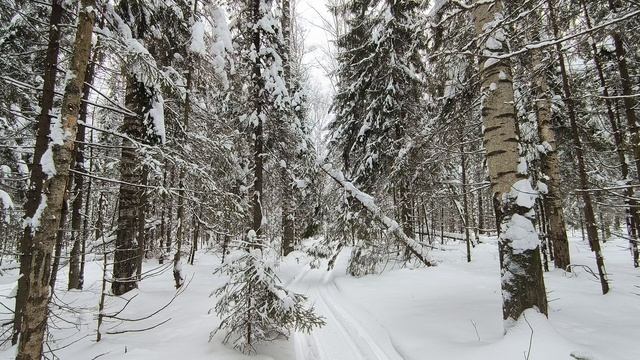 Заснеженный лес. ч.3. Январь 2024