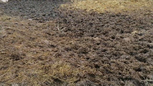 Купил тёлок породы Герефорд