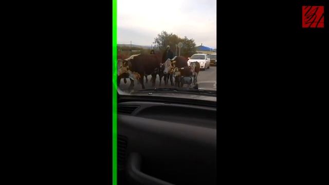 Огромное стадо коров в Углегорске