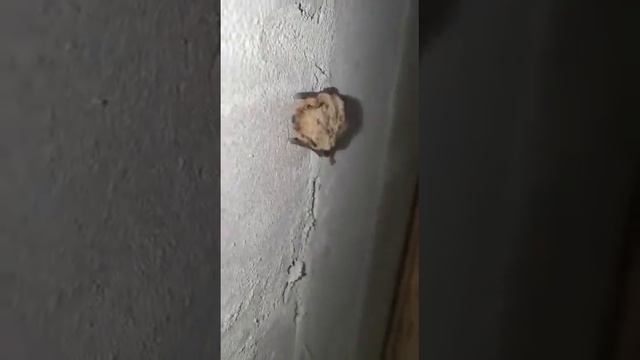 Летучая мышь отдыхает перед ночью.