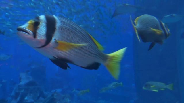 Lost Chambers Aquarium im Atlantis, The Palm in Dubai (4K)