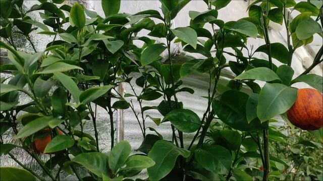 Лимон Аркобалено (Arcobal) [c. meyerii x c. sinensis "doppio sanguigno"] . Harvest 2022.