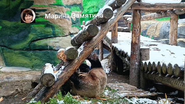 Cемья панд в Московском зоопарке.