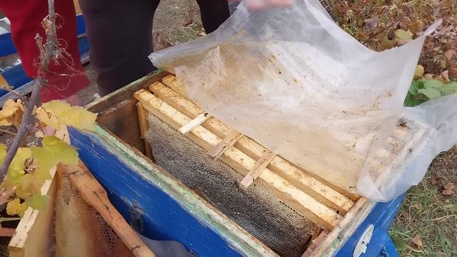 Поздней осенью в морозы сокращаем пчел в зиму.