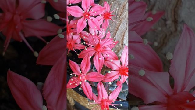 Graptopetalum bellum