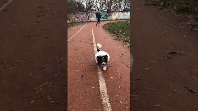 Малышка бивер йорк