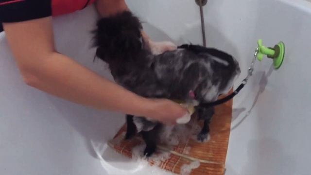 Шпиц Перси. ГРУМИНГ ЩЕНКА.