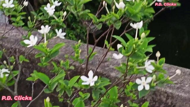 #ভুটান #জুঁই | ভূটান টগর এর পরিচর্যা | How to care BhutanTagar #TheGreenWorld
