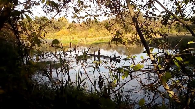 СКРАДОК И УТКИ НА БОЛОТЕ