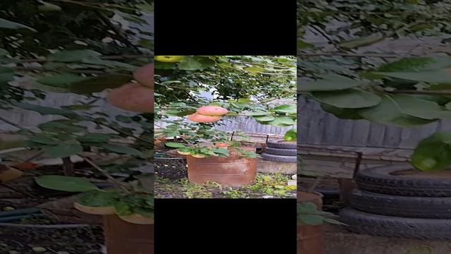 яблоки и груши вместе на одном дереве