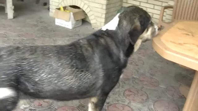 Сука испанского мастифа