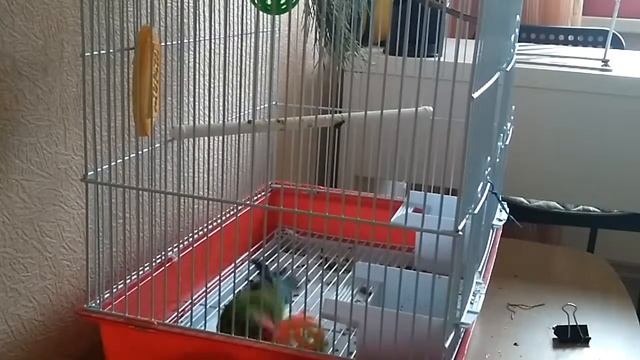 ПОПУГАЙ НЕРАЗЛУЧНИК ИГРАЕТ С МЯЧОМ!