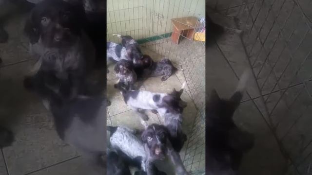 Щенки Немецкого Дратхаара 2 месяца. Купить Харьков.