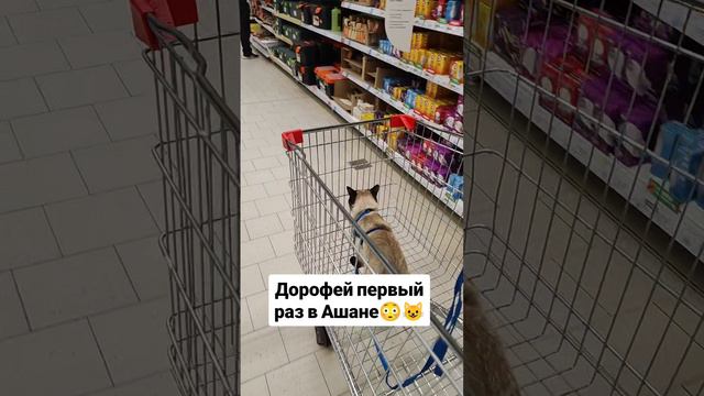 Кот в Ашане!!!