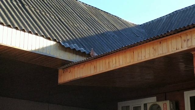 Голуби , получают удовольствие и пользу от солнечных лучей.