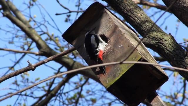 Дятел выдалбливает дупло в скворечнике. Woodpecker gouges a hollow in a birdhouse