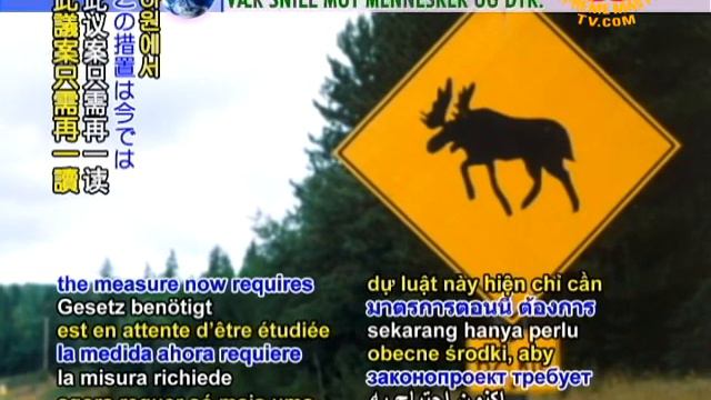 Italy-New highway code-Italian motorists have to help animals